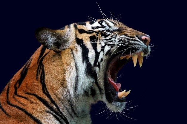 portrait de tigre qui rugit de profil