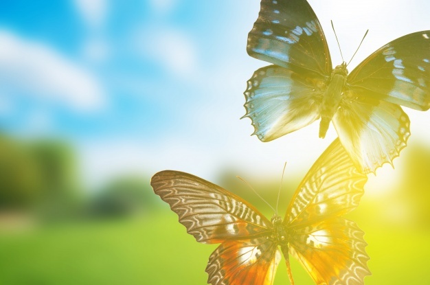 gros plan sur deux papillons volant librement dans un espace vert ensoleillé et lumineux